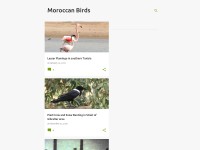 http://moroccanbirds.blogspot.com/#en